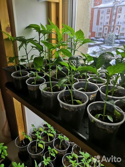 Рассада томатов и перцев