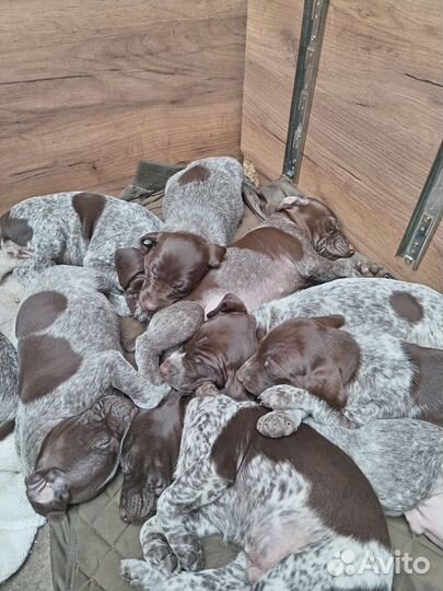 Щенки курцхаара