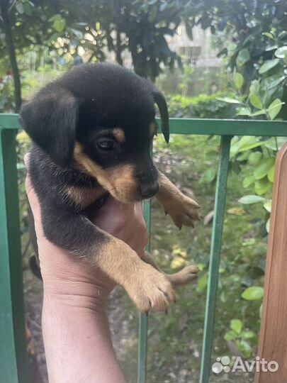 Собака в добрые руки отдам бесплатно