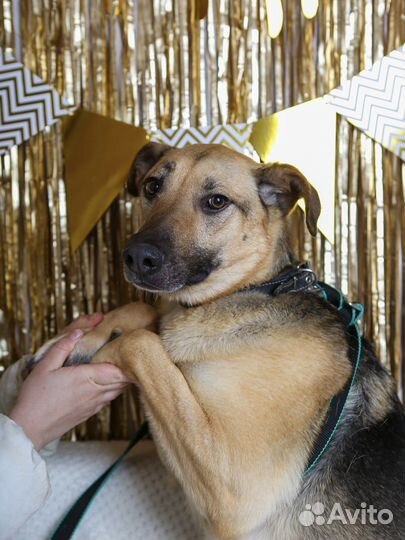 Арнольду нужен дом, отдам бесплатно