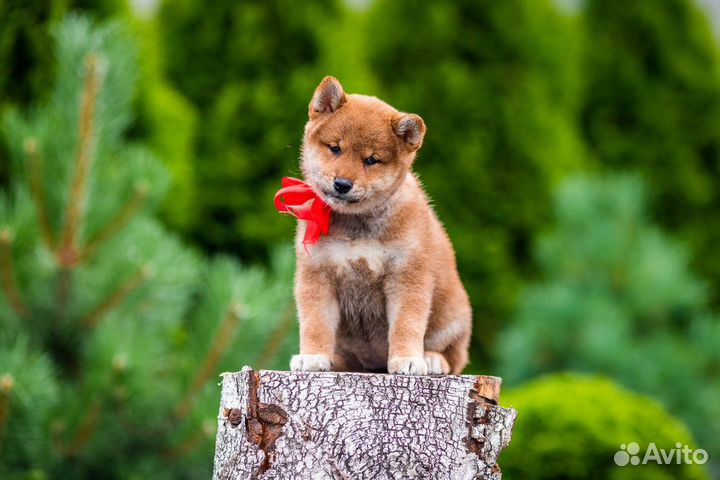 Рыжие сиба для людей которым важно качество