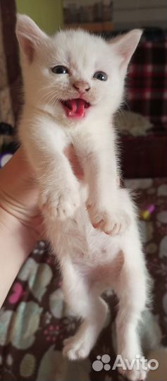 Кошка в дар