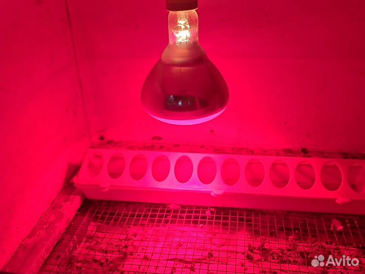 Брудер для цыплят бу