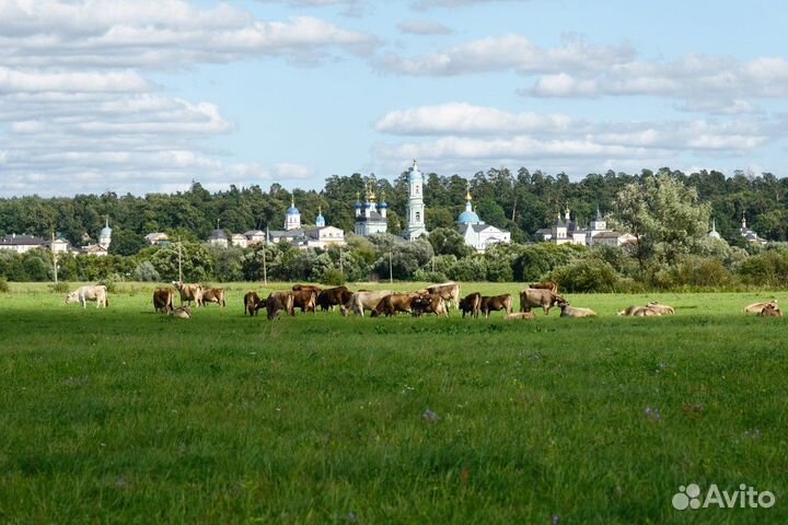 Калуга Топ-Экскурсия Оптина пустынь, Шамордино, Кл