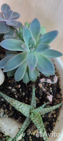 Суккуленты и кактус