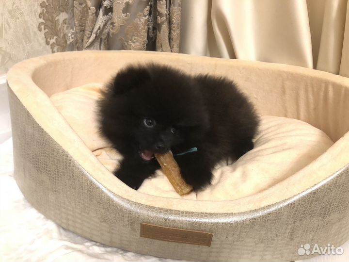 Передержка животных