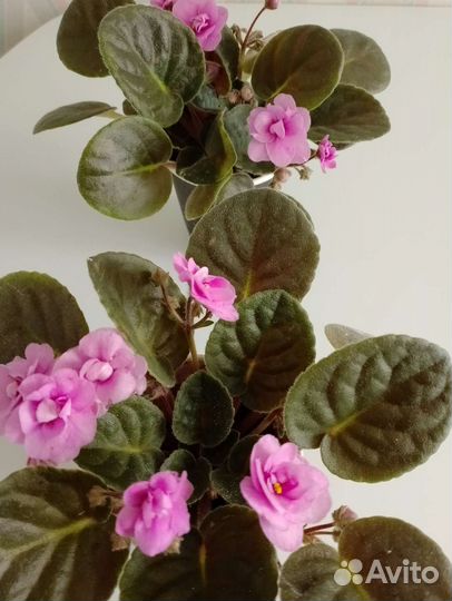 Спатифиллум,фиалки