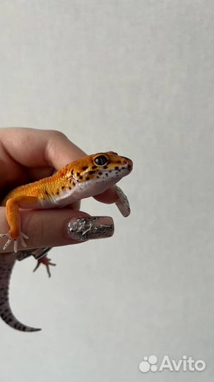 Геккон эублефар