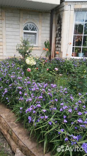 Рассада многолетних цветов