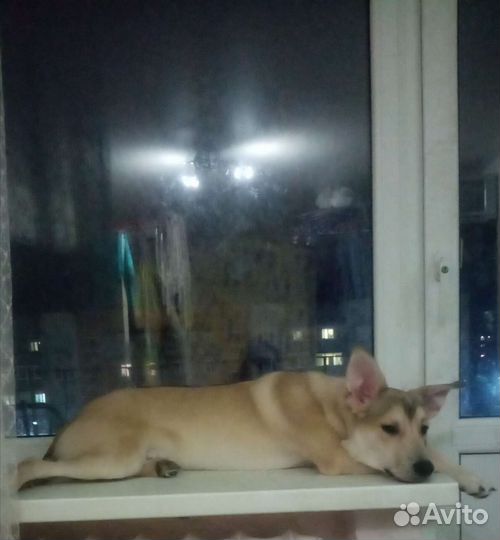 Собака в добрые руки отдам бесплатно