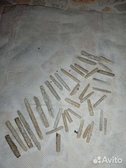 Окаменелости