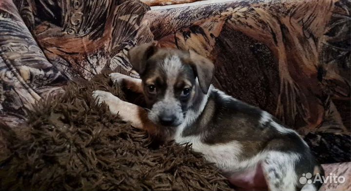 Щенок в добрые руки