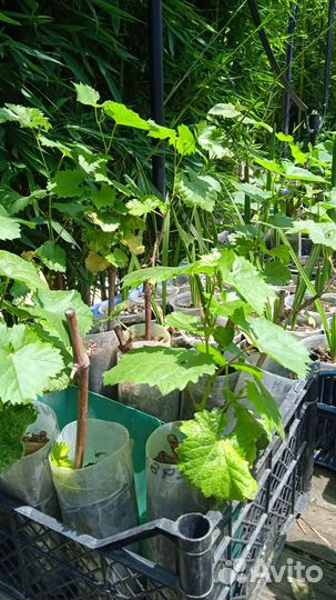 Саженцы гранат,бамбук,мушмула, фейхоа, мандарин