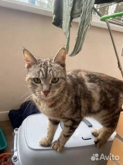 Кошка ласкушка