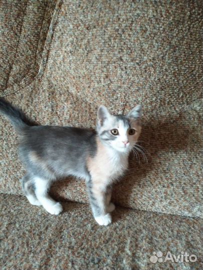 Кошки бесплатно