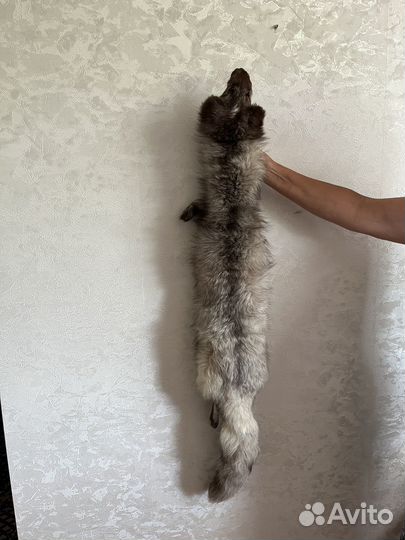 Шкура писца