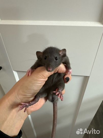 Крысята дамбо сиам и соболь