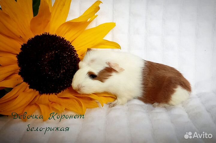 Морские свинки малыши