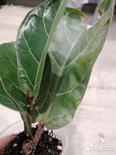 Фикус Лирата