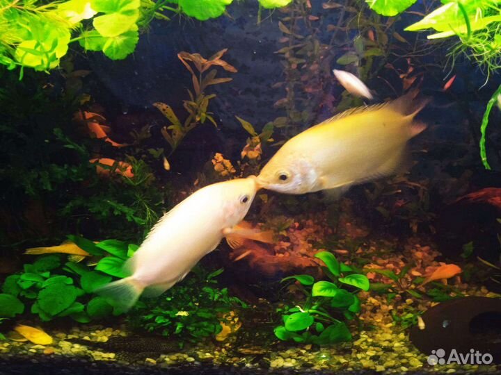 Целующиеся гурами,анцитрусы,Растения в аквариума