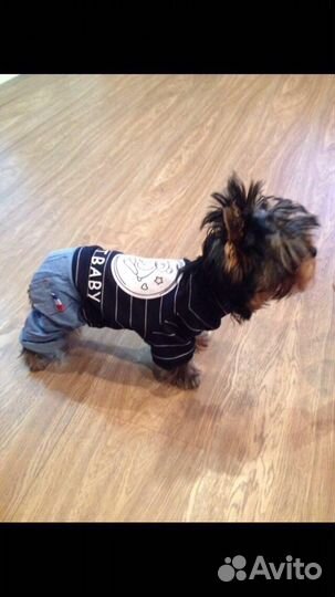 Костюм для собаки