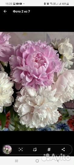 Букет цветы пионы с дачи