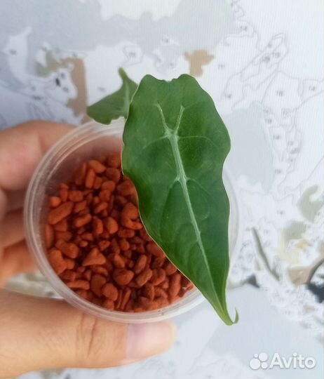 Алоказия Ватсониана