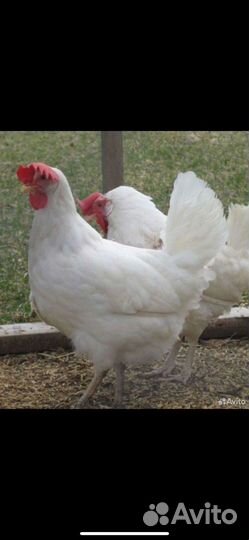 Куры несушки с доставкой на дом