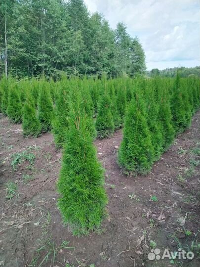 Туя смарагд