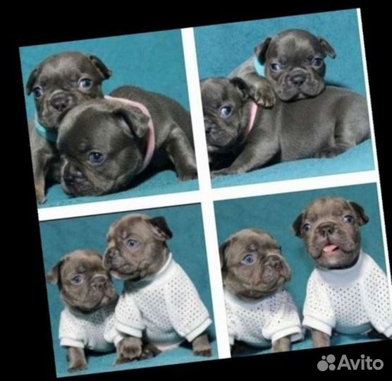 Французский бульдог мини