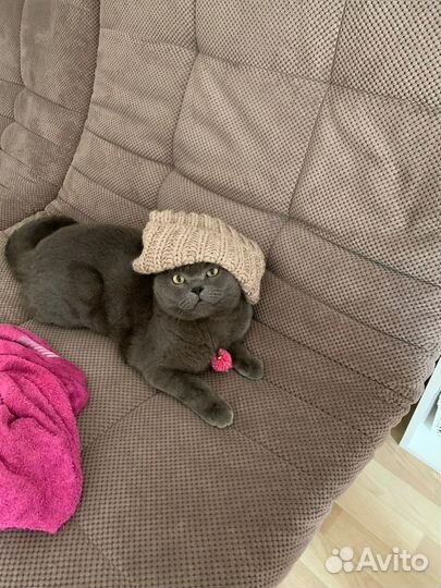 Британский кот