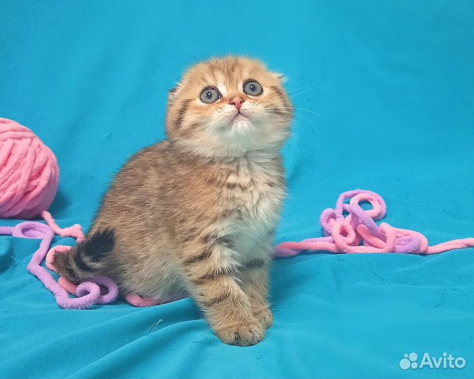 Шикарные Шотландцы