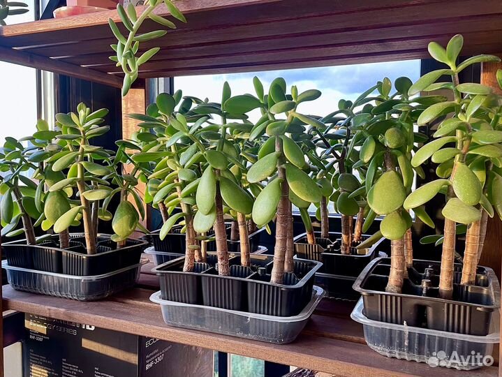 Толстянка/крассула/денежное дерево