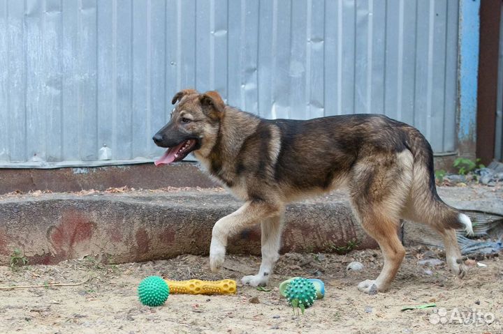 Отдаю щенка Савелия в дар