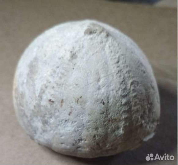 Окаменелость Морской ёж