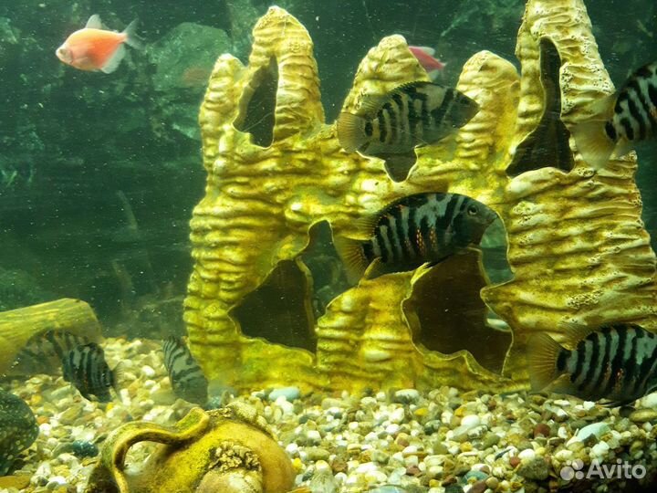 Цихлазома чернополосая