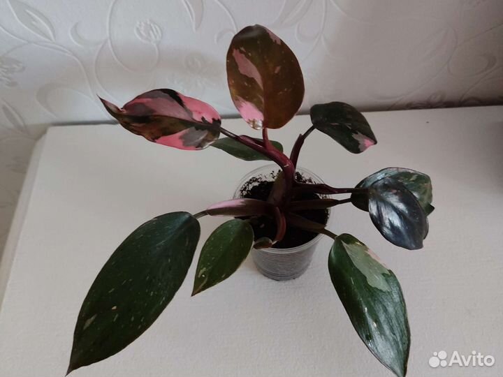 Филодендрон Розовая принцесса