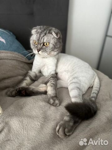 Стрижка кошек на дому Экспресс Линька