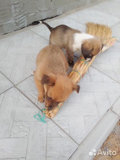 Щенки в добрые руки