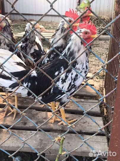 Петух леггорн далматинец