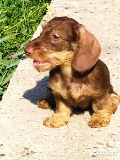 Такса стандартная жесткошерстная