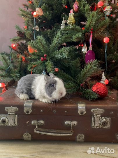 Декоративные карликовые кролики