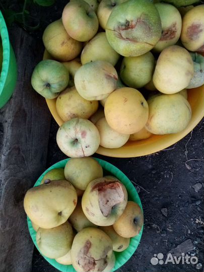 Яблоки домашние