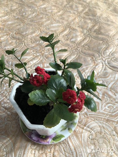 Каланхоэ