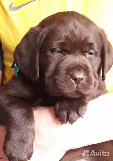 Щенки лабрадора