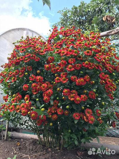 Гелениум цветы