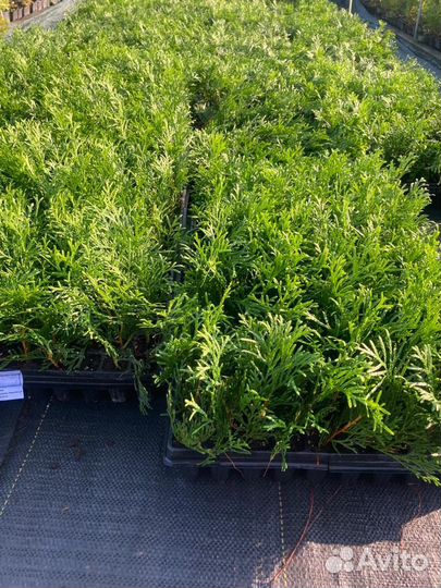 Укорененные черенки Туя Смарагд в кассетах