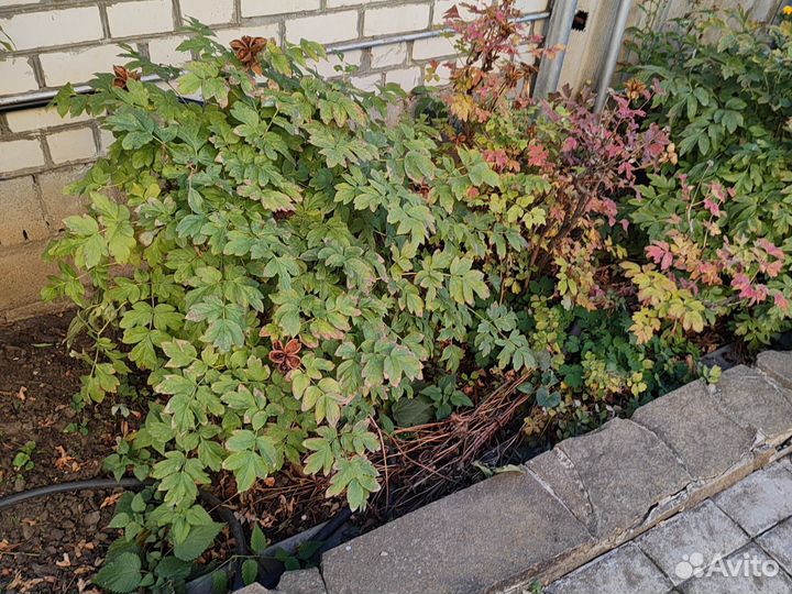 Пион древовидный