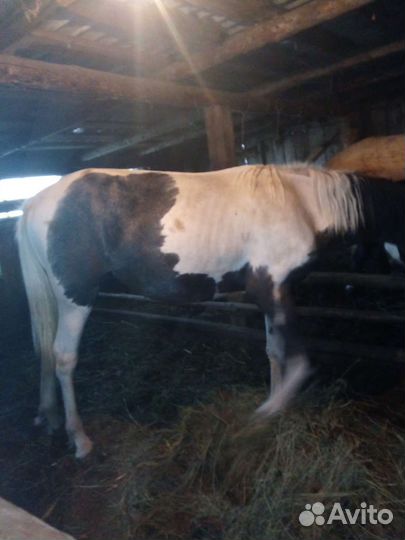 Лошадь Кобылка