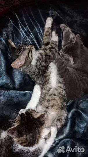 Кошка в дар бесплатно